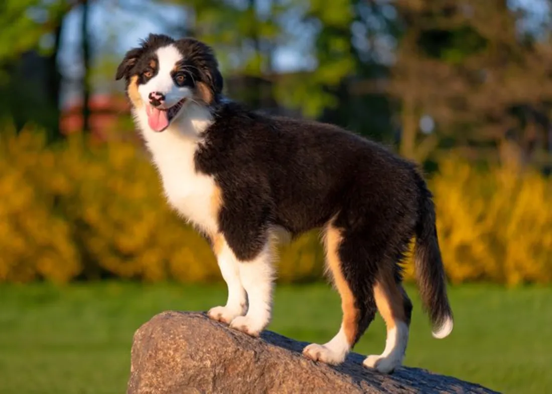 A young Australian Shepherd puppy standing outdoors